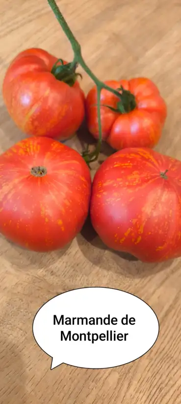 Tomaten: Marmande de Montpellier