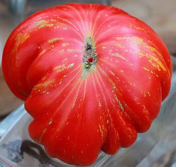 Tomaten: Marmande de Montpellier