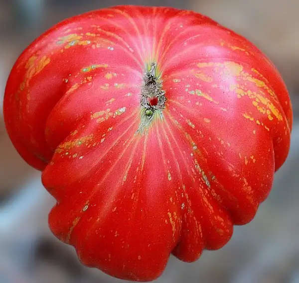 Tomaten: Marmande de Montpellier