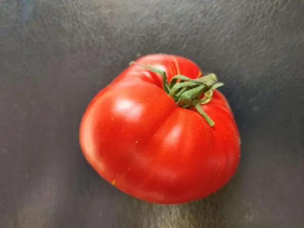 Tomaten: Marmande de Montpellier