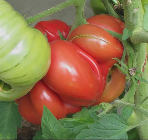 Tomaten: Marmande, ertragreiche Fleischtomate aus Frankreich, sehr aromatisch und robust.