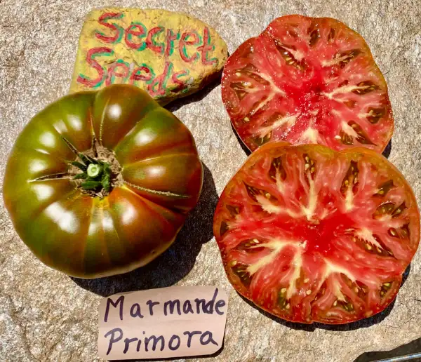 Tomaten: Marmande Primora