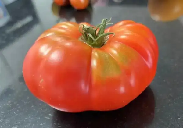 Tomaten: Marmande rot