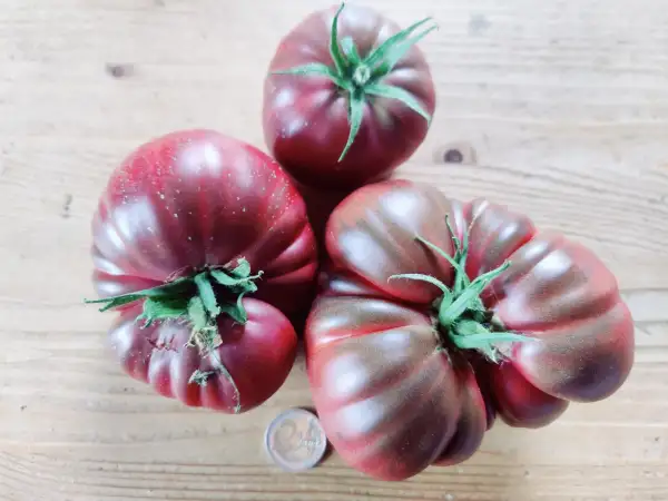 Tomaten: Marquise rosa e Nero