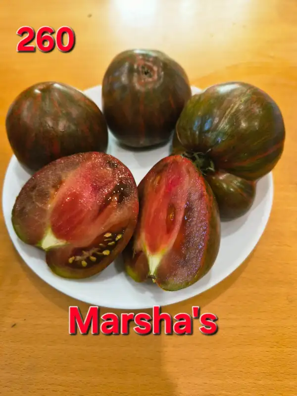 Tomaten: Marsha