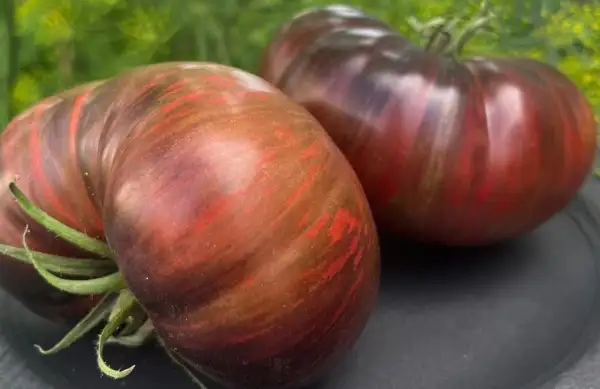 Tomaten: Marsha