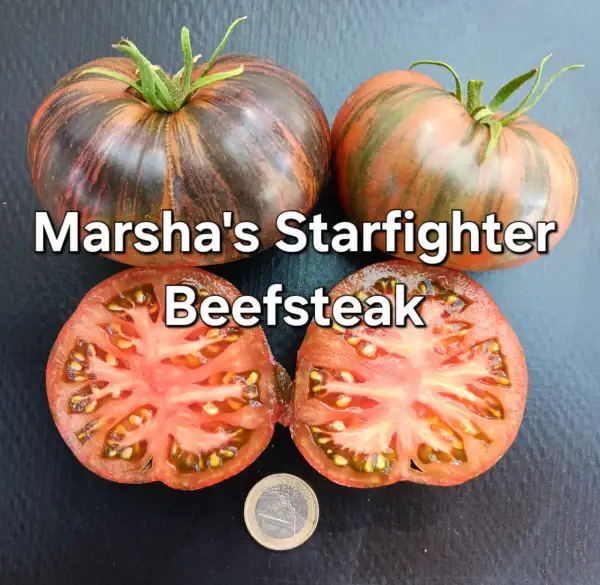 Tomaten: Marsha