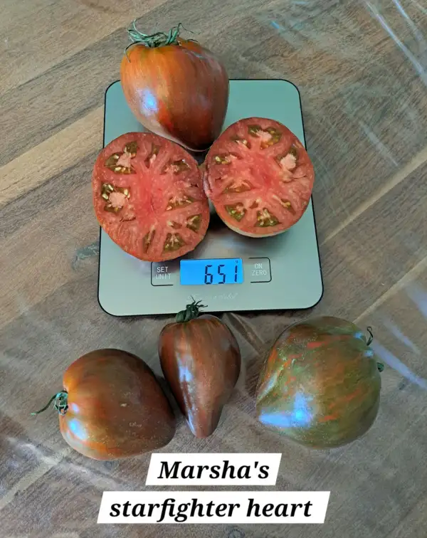 Tomaten: Marsha