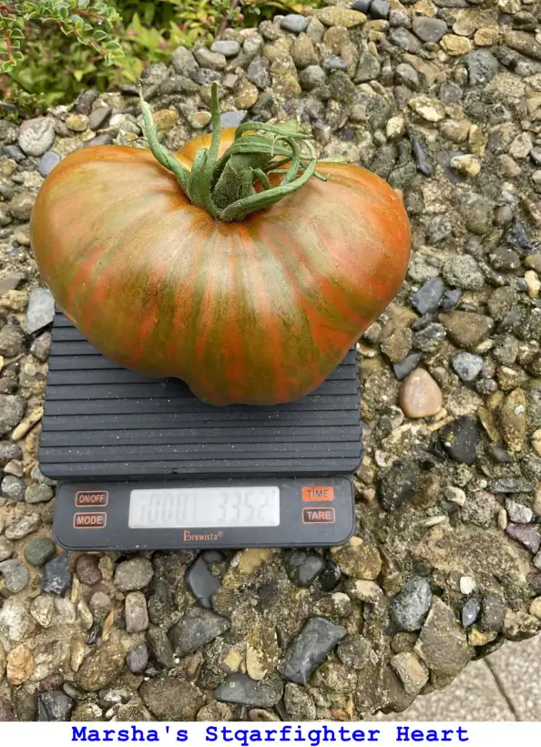 Tomaten: Marsha’s Starfighter Heart