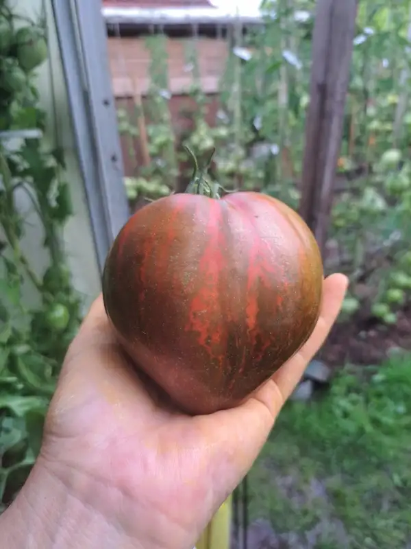 Tomaten: Marshas starfighter heart