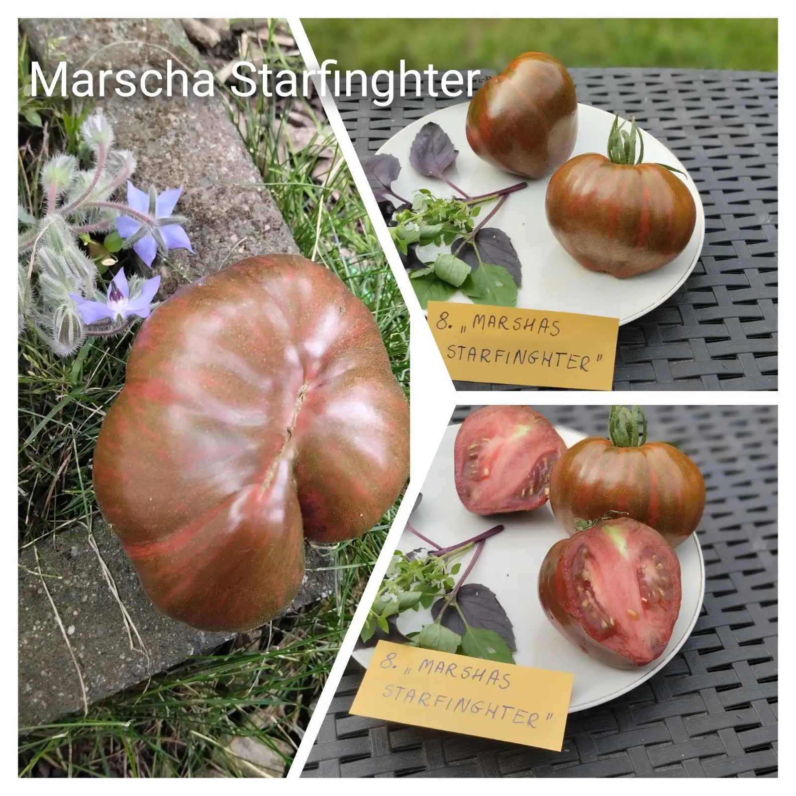 Tomaten: Marshas Starfinghter