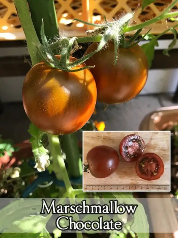 Tomaten: Marshmallow in Chocolate
