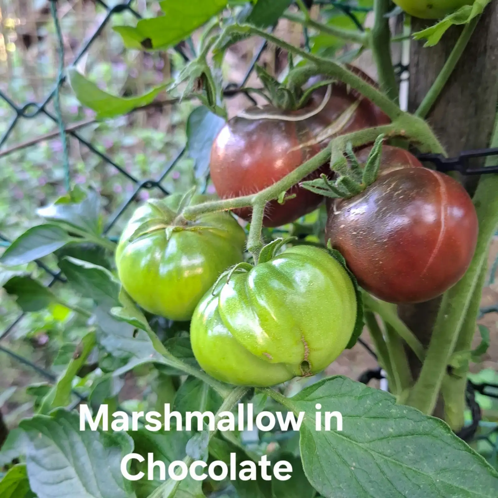 Tomaten: Marshmallow in Chocolate