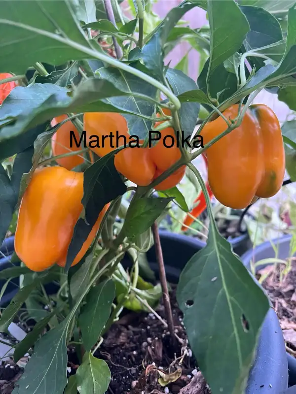 Chili / Paprika: Martha Polka