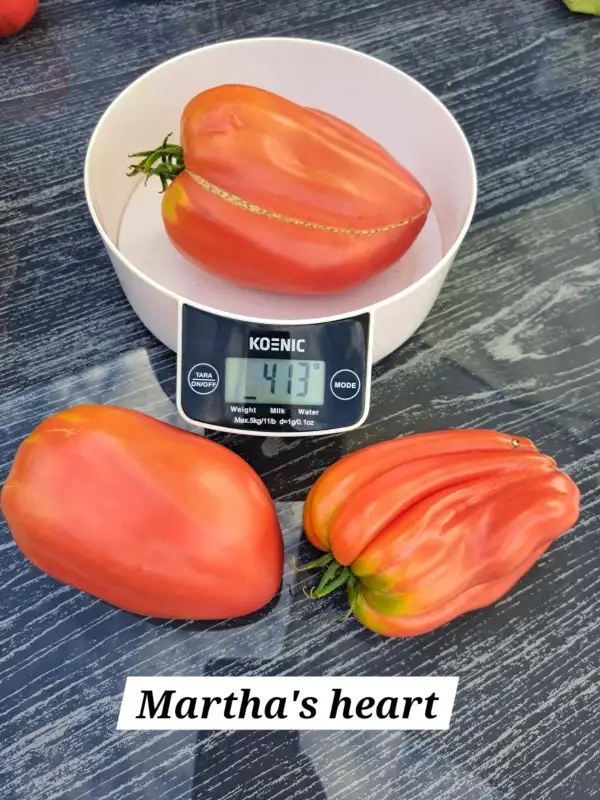 Tomaten: Martha