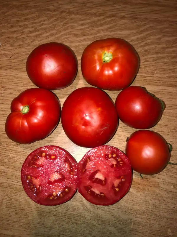 Tomaten: Martian Giant