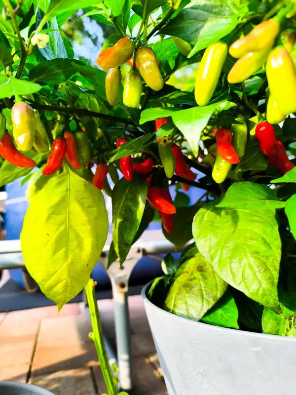 Chili / Paprika: Marupizao Red