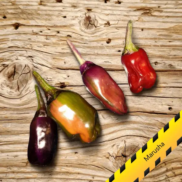 Chili: Marusha