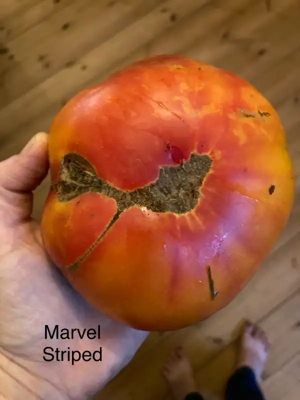 Tomaten: Marvel