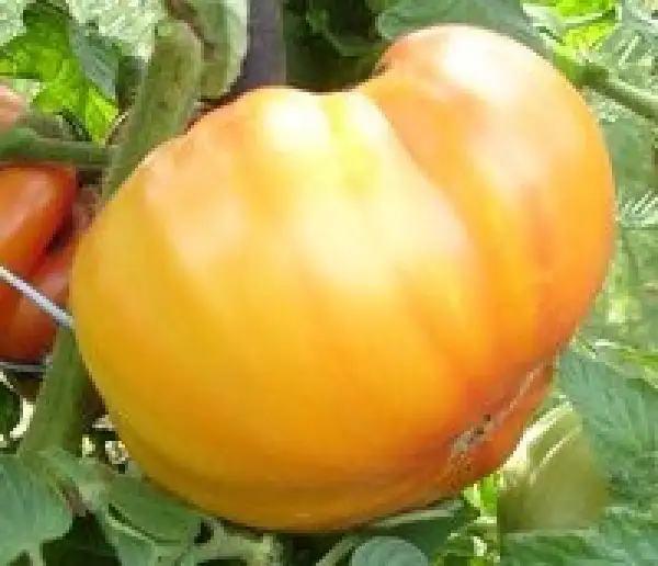 Tomaten: Marvel Striped