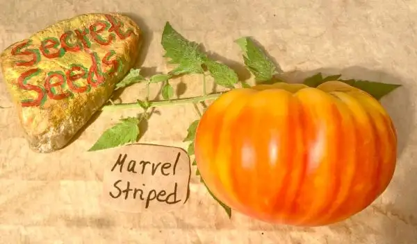 Tomaten: Marvel Striped