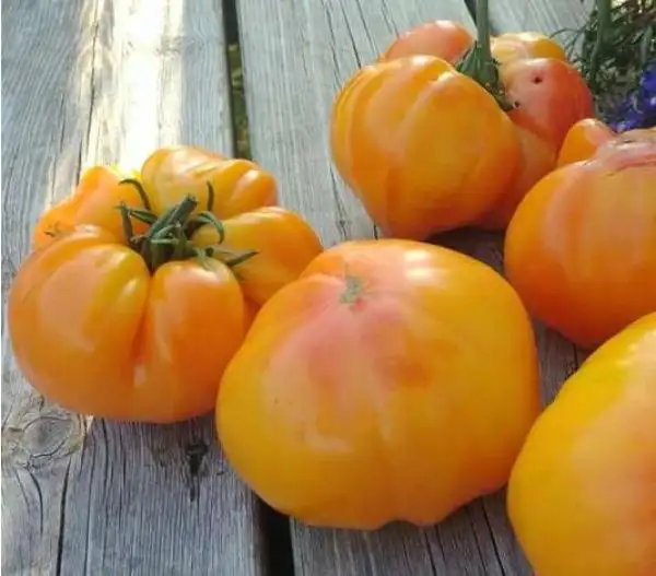 Tomaten: Mary Robinson’s German Bicolor