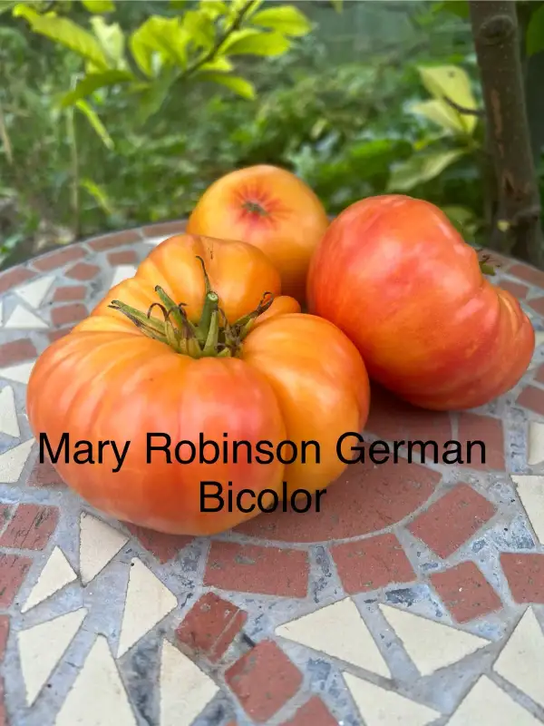 Tomaten: Mary Robinson‘s German Bicolor