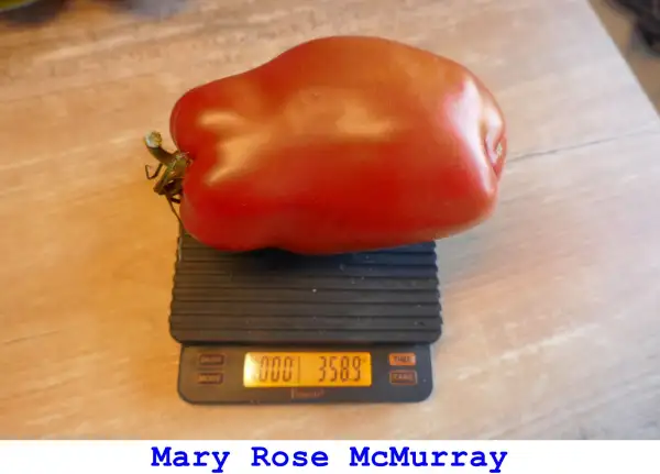Tomaten: Mary Rose McMurray