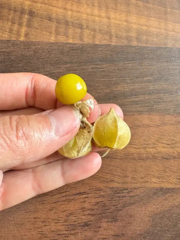 Physalis: Mary‘s Niagara