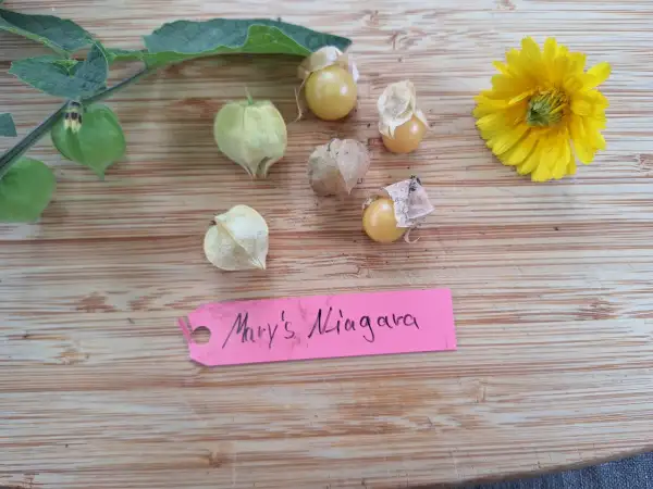 Physalis: Maryss Niagara