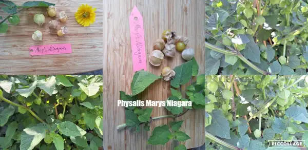 Physalis: Maryss Niagara