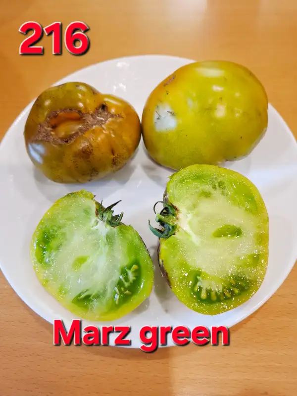 Tomaten: Marz green