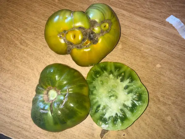 Tomaten: Marz green