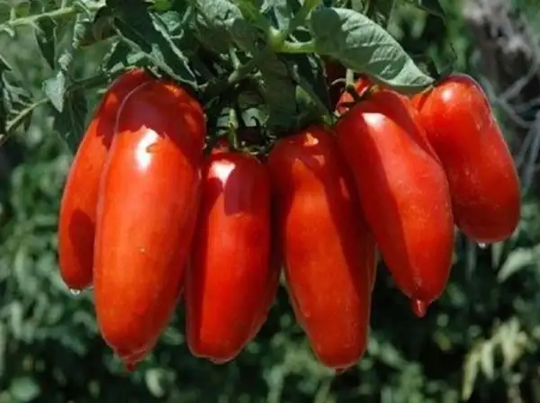 Tomaten: Marzano 2