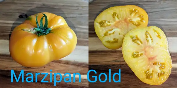 Tomaten: Marzipan gold