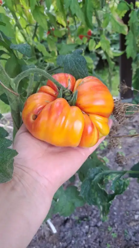 Tomaten: Marzipan gold