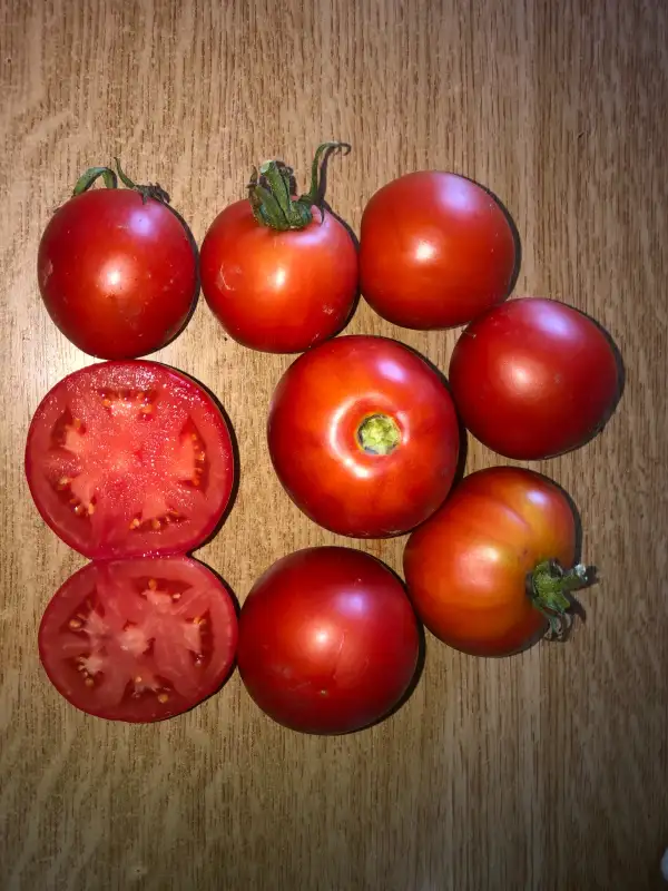 Tomaten: Maskabec