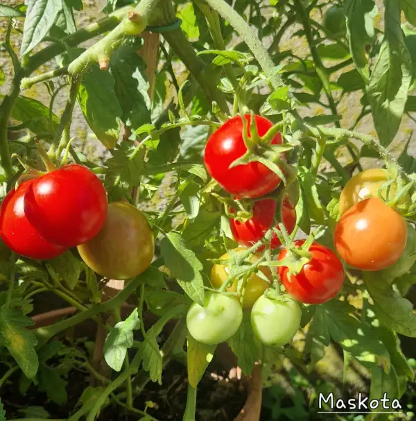 Tomaten: Maskota