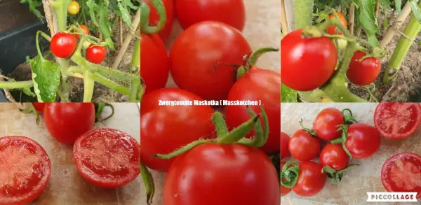 Tomaten: Maskotka - Microdwarf/Zwergtomate