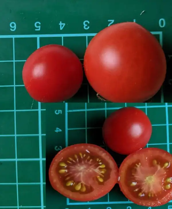 Tomaten: Maskotka