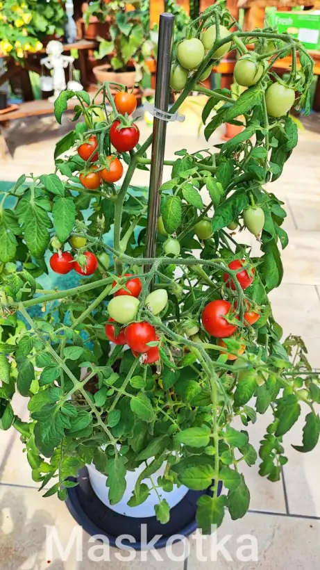 Tomaten: Maskotka