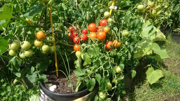 Tomaten: Maskotka (dwarf)