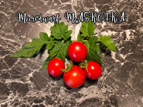 Tomaten: Maskotka Microdwarf