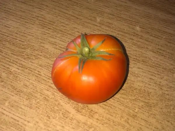 Tomaten: Maspalomas