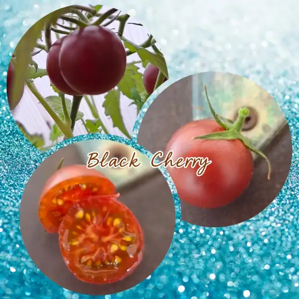 Tomaten: Massenträger Black Cherry
