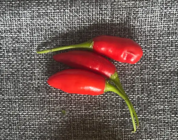 Chili / Paprika: Matador