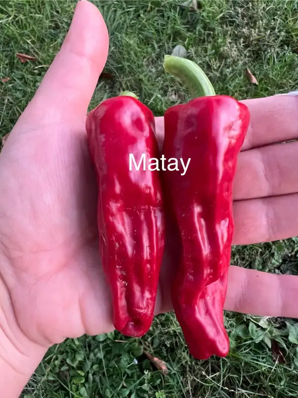 Chili / Paprika: Matay