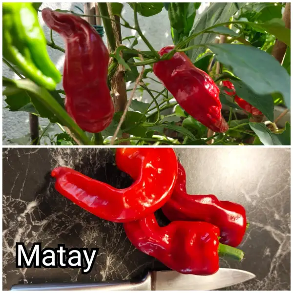 Paprika: Matay