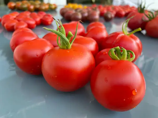 Tomaten: Matina