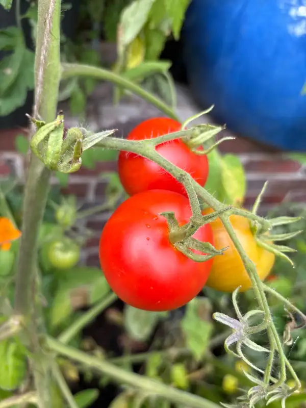 Tomaten: Matina